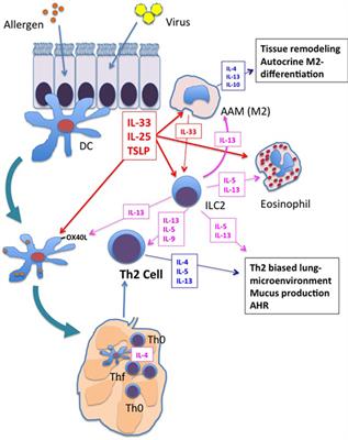 Neonatal Immunity, Respiratory Virus Infections, and the Development of Asthma